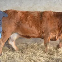 « Cinq mois d’engraissement et de finition individualisée pour mes vaches de réformes et génisses de boucherie. Elles sont toutes valorisées en circui
