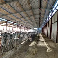 Claire et correctement aérée la stabulation se traduit par de gros volumes d’air avec 9,2 mètres de hauteur au niveau du faîtage, 4 mètres au niveau d