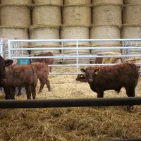 Un référent bien-être animal doit être désigné dans chaque élevage depuis le 1er janvier 2022.