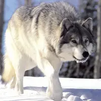Le loup fait progressivement son retour dans le Limousin.