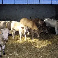 Le marché de Rabastens de Bigorre passe du gré à gré à la criée