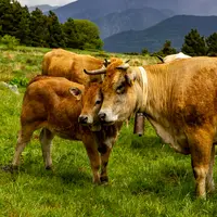 Dans les Pyrénées, Rosée et Vedell en tête de gondole