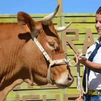 Ses qualités d’animalière l’amène dès l’âge de 10 ans sur les concours limousins où elle en impose par sa maîtrise dans la conduite des présentations.