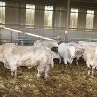Les 17 taureaux sont mis le même jour dans les cases de femelles pour avoir des vêlages très groupés. « On en a eu 170 sur le seul mois de décembre su