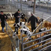 Les petits veaux laitiers font partie des sous-produits du lait et faute de débouchés valorisateurs sur le marché intérieur, un nombre croissant d’ent