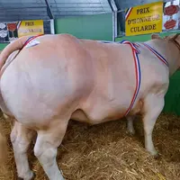 La meilleure femelle de Varennes-sur-Allier a cette année été vendue 16,5 euros du kilo carcasse.
