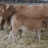 Les vaches de réforme partent soit jeunes (5 ans) pour l’élevage soit finies (7 ans) aux alentours de 450 kg carcasse R3+