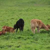 Un restaurant à la ferme pour valoriser bovins et Normandie