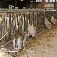 Le chien est le principal excréteur d'ookystes. Mais le mode vertical de transmission – de la vache à ses veaux – est probablement prédominant dans de