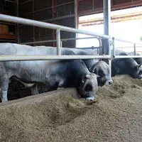 Les coproduits peuvent avoir différentes voies de valorisation comme l’alimentation animale, la valorisation comme matière première dans une autre ind