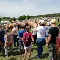 Au col de Bonnecombe en Lozère, comme sur d'autres sites dans l'Aveyron ou le Cantal, les fêtes organisées à l'occasion des montées à l'estive sont au