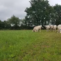 Des stimuli aversifs, audio ou électriques sont générés par un appareil fixé sur le cou de chaque animal, en lien avec la position de ce dernier.