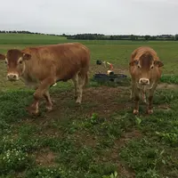 Sur ce lot composé des bœufs de 2 ans et des vaches de réforme, il y a régulièrement des animaux qui vont boire.