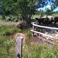 Après : Les salers peuvent boire mais n'ont plus la possibilité de patouiller dans le ruisseau. À signaler au centre de la photo, l'aménagement d'un f