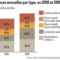 Les effectifs de veaux croisés progressent en Irlande