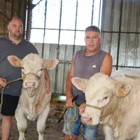 Pour Loïc Lefebvre : "ma première année d’installation, aura été marquée par cette grosse sécheresse et la satisfaction de vendre des vaches finies et