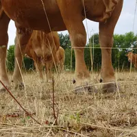 [Prairies] La ferme expérimentale de Thorigné-d’Anjou étudie les stocks sur pied