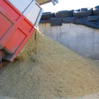 Par rapport au maïs fourrage plante entière au moment de la récolte, l'ensilage de maïs épi se traduit par environ deux fois moins de bennes nécessair