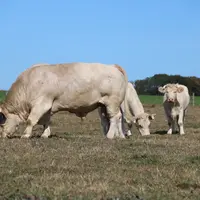 Dans les années à venir, l’instabilité climatique et les canicules vont s’intensifier. La sélection d’animaux thermo-robustes représente une piste pou