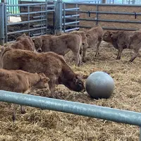 Le bien-être des animaux est important aux yeux de Stéphanie Raveneau qui s’est récemment initiée à l’éthologie. Elle pratique par exemple l’enrichiss