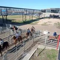 Les gauchos (bouviers à cheval) du marché de Cañuelas travaillent juchés sur leur monture parfaitement dressées comme ils le faisaient à Buenos Aires