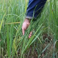 Même si généralement  ce n'est pas l'objectif initial, cette plante peut aussi être fauchée en début d'été pour donner un foin de qualité assez médioc