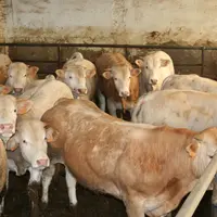 Avec certains partenaires français, Asprocarne travaille sur des animaux repoussés 90 jours en France au cours desquels ils connaissent quel protocole