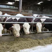 Le jeune bovin présente une viande maigre et claire.