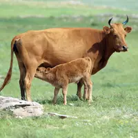 La vache mongole (ici la race la plus typique) est de petite taille, avec un squelette anguleux et des cornes partant à la verticale.