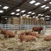 Les vaches sont souvent finies avec leur veau pour gagner du temps et réduire la durée de l’engraissement.