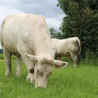 Un suivi pluriannuel sur 69 parcelles de prairies du Grand Ouest (étude Perpet) a montré que la quantité de matière azotée totale valorisée par hectar