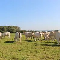 La bascule vers le Single-Step se prépare sur une période de transition et ne bouleversera pas le classement des animaux.