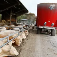 Pour l’engraissement de jeunes bovins ou de femelles, les repères sont bousculés entre de nouveaux niveaux de charges alimentaires, et des cotations d