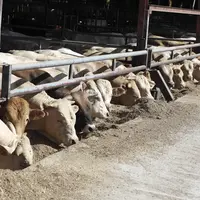 Broutard ou jeune bovin ? Une orientation des mâles assez stable