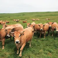 « Le marché italien et le développement de primes spécifiques à la vache allaitante, ont véritablement permis le maintien et le développement du naiss