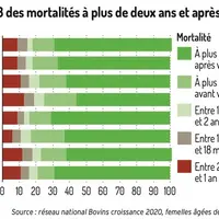 Mortalité des bovins adultes : une réalité sous-estimée