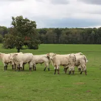 Les cours des broutards charolais stabilisés à haut niveau