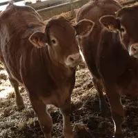 Francis Coste, éleveur de limousines en Corrèze : vers l’osmose homme, animal, végétal