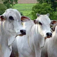 Viande bovine : "Le contexte politique avec le Brésil change"