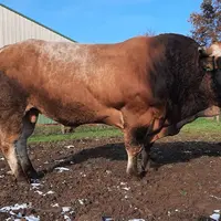 Oignon est le taureau en service cette année sur les vaches. Son volume, ses épaisseurs de viande remontées dans le dos et sa docilité sont ses grande