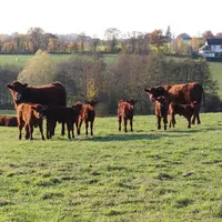 Une prairie est considérée faiblement contaminée après un hiver. Les parcelles où seuls des bovins adultes ont pâturé sont aussi à faible risque.