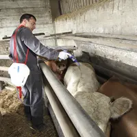 Pour prévenir l’apparition de résistance, il faut appliquer la bonne dose selon les bonnes modalités à chaque animal.