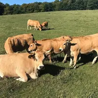 La race aubrac fait son chemin en terres slovaques dans l’élevage charolais et aubrac Slovensko