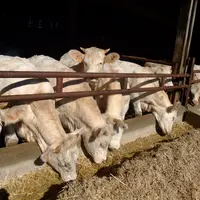 Les ingestions ont été mesurées entre 9 et 10 kg MS/jour sur cette catégorie d’animaux (7,5 à 8,5 UF ingérés par jour).