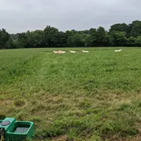 La finition au printemps constitue la période la plus intéressante pour produire des bovins lourds et gras rapidement.