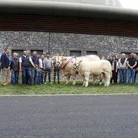 La photo "officielle" de Néfertiti, grande championne du National charolais 2022 - un pur produit GIE - s’est faite en compagnie de tous les éleveurs