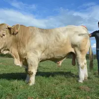 Vincent Barrier et son taureau Rockn'roll, en photo pour la Cowllection GIE, une vitrine virtuelle qui présente les vidéos des veaux de l’année en ven