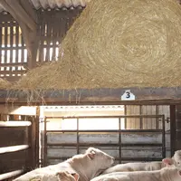 Dès mi-avril, chaque case est ouverte sur la moitié de sa largeur, et sur la moitié supérieure, les palettes sont retirées. Les fortes chaleurs ont ét