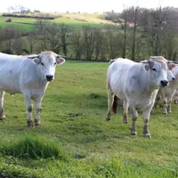 Des bœufs de trois à quatre ans sont élevés au Lycée agricole de Mirande.