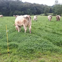 Les veaux restent en bâtiment et les vaches sortent sur un bloc de jour et sur un autre bloc la nuit. Les vêlages sont répartis sur une bonne partie d